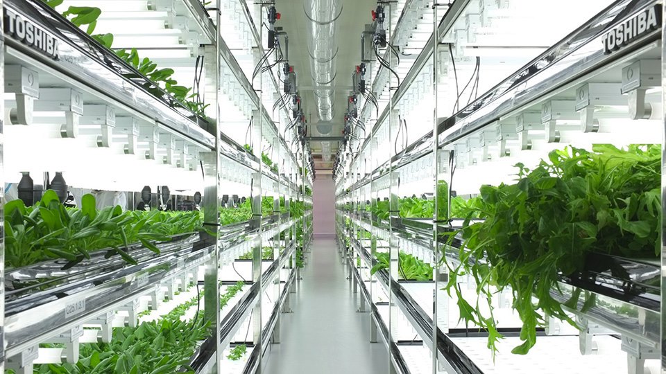 Indoor agricultural hydroponics system oleh Toshiba / Decoist